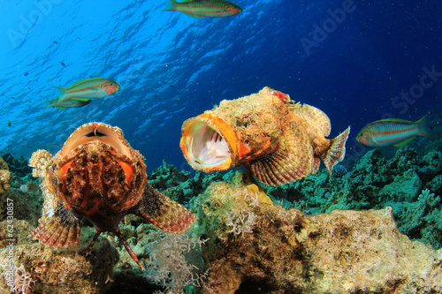 Obraz na płótnie ryba rafa morze azja