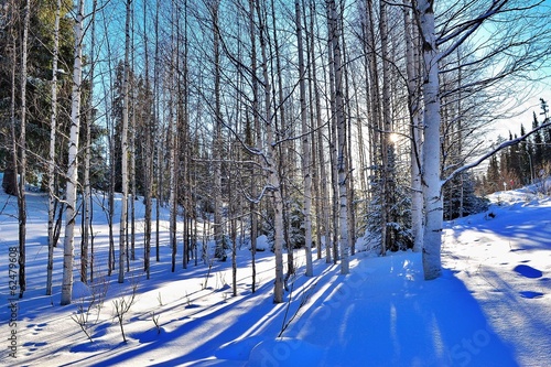 Fotoroleta drzewa śnieg brzoza