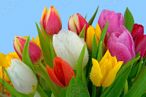 Fototapeta bukiet świeży tulipan rosa