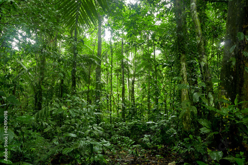 Naklejka Amazońska dżungla