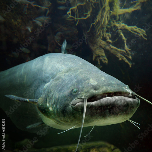 Fotoroleta dziki ryba podwodne