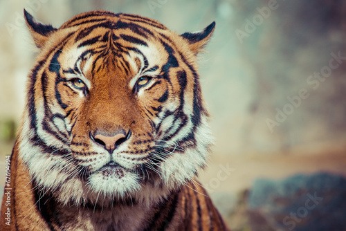 Fototapeta portret zwierzę azja safari ładny