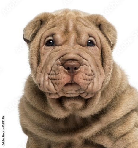 Obraz na płótnie ssak zwierzę pies szczenię