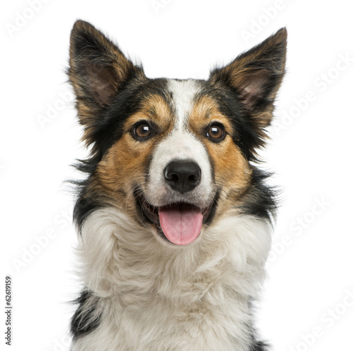 Fotoroleta pies ssak zwierzę