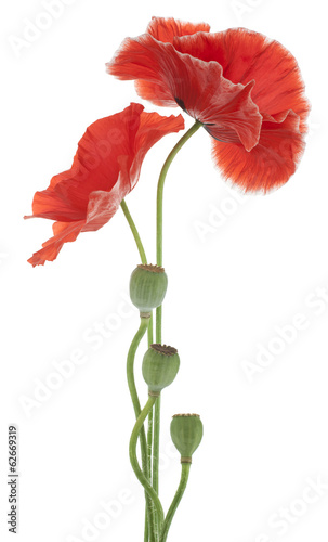 Obraz na płótnie bukiet mak kwiat miłość