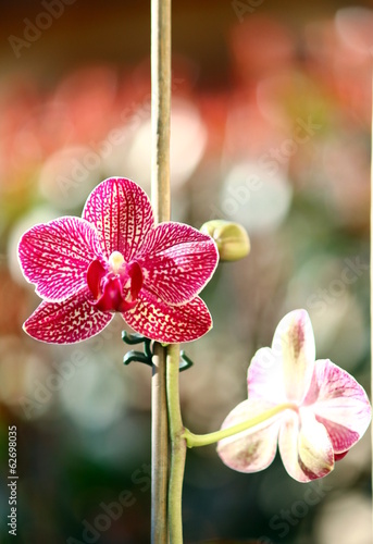 Fototapeta roślina storczyk kwiat jasny