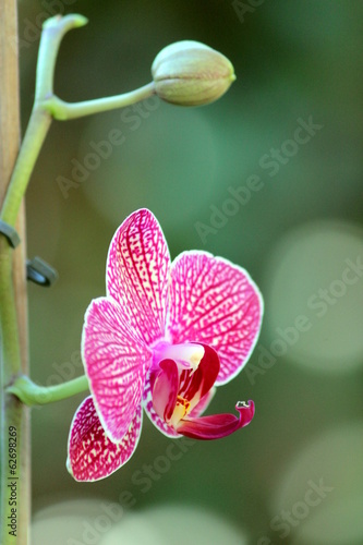 Fototapeta storczyk roślina kwiat zapach viola