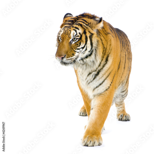 Fotoroleta tygrys twarz oko zwierzę ssak