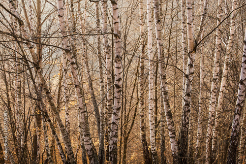 Fototapeta las drzewa śnieg brzoza