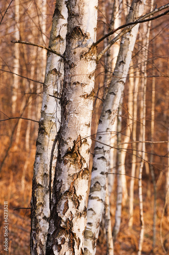 Fotoroleta brzoza drzewa śnieg las kora