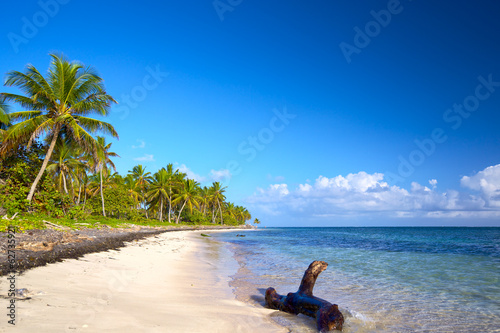 Fototapeta pejzaż drzewa tropikalny plaża
