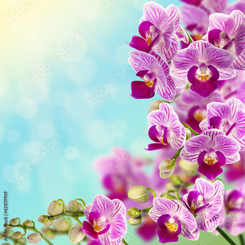Plakat kwiat natura kolaż roślina