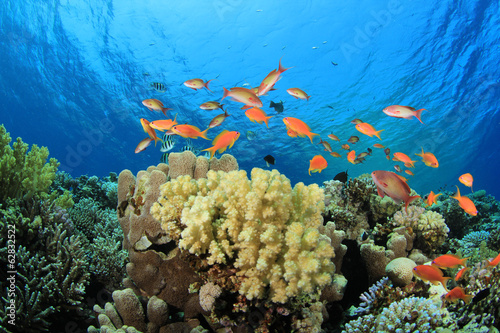 Obraz na płótnie natura zwierzę morze morze czerwone