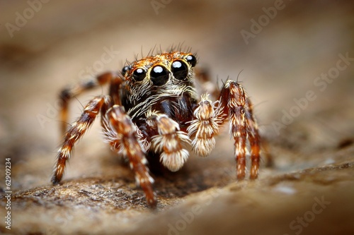 Plakat pająk natura oko ładny