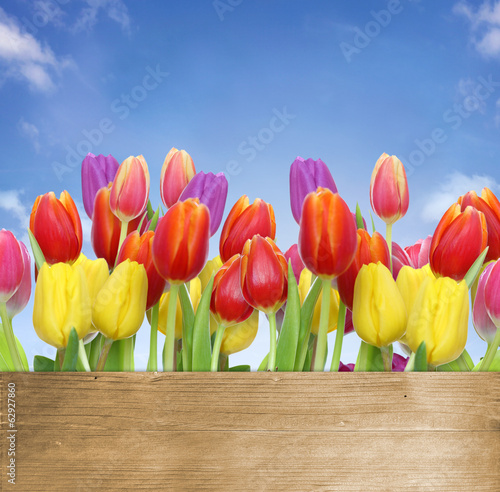 Naklejka tulipan kwiat ogród