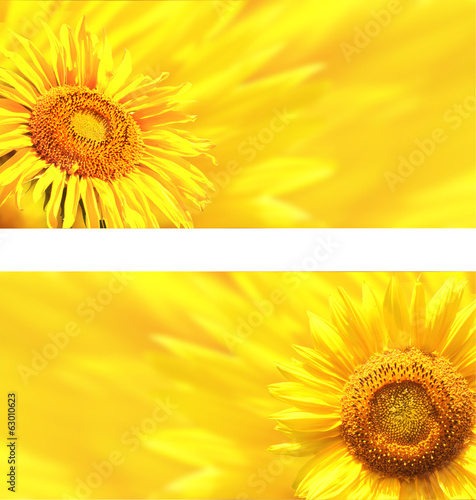 Naklejka kwiat stokrotka słonecznik