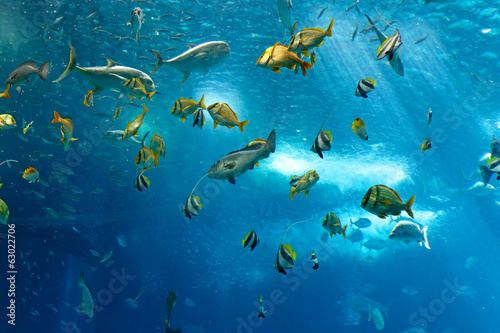 Fotoroleta świat dziki woda ryba