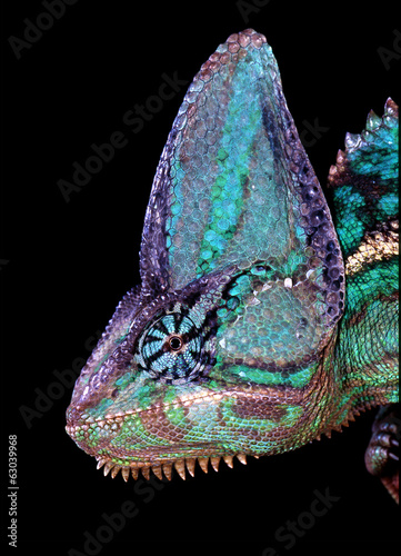 Plakat kameleon zwierzę portret gad