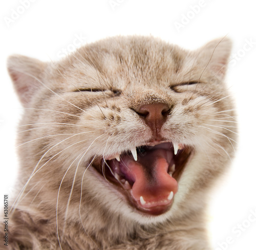 Fotoroleta usta rasowy kot