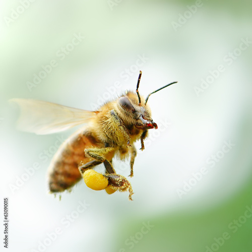 Fototapeta dziki natura piękny pyłek zwierzę