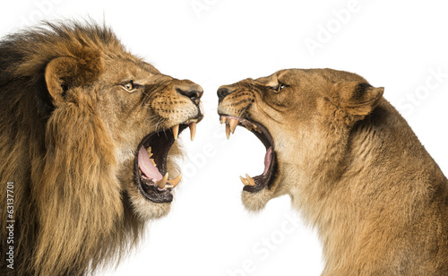 Fotoroleta lew dziki zwierzę ssak