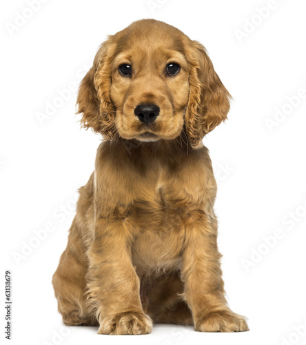 Plakat ssak szczenię pies