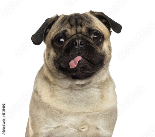 Obraz na płótnie pies zwierzę ssak portret nikt