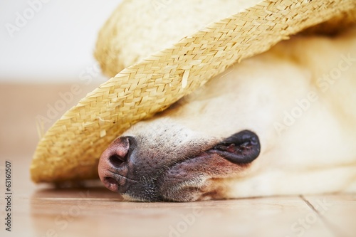 Fotoroleta ładny labrador zwierzę moda zabawa