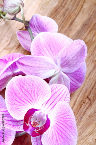 Plakat natura storczyk kwiat phalaenopsis