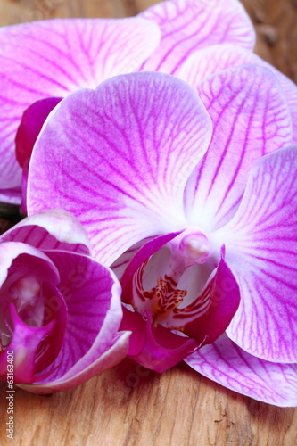 Naklejka storczyk kwiat natura viola uroda