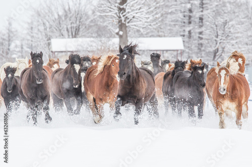Fotoroleta azja pastwisko koń śnieg