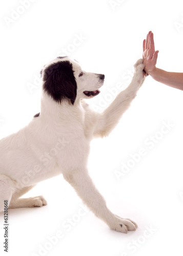Plakat zwierzę szczenię pies