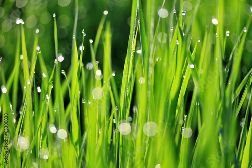 Naklejka trawa natura woda roślina