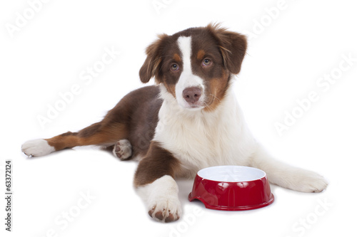 Fotoroleta pies szczenię jedzenie dla psa jeść na białym tle