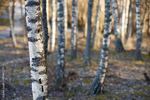 Naklejka natura szwecja skandynawia drzewa