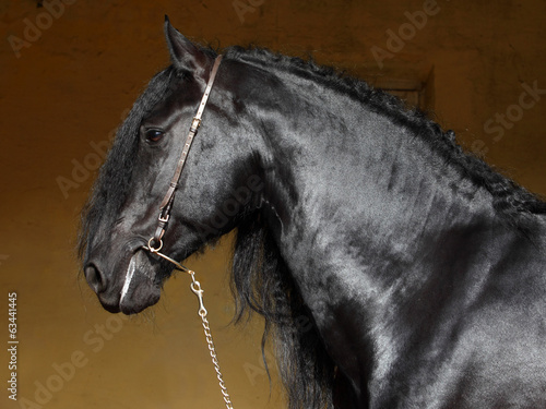 Fotoroleta oko ładny koń zwierzę zagroda