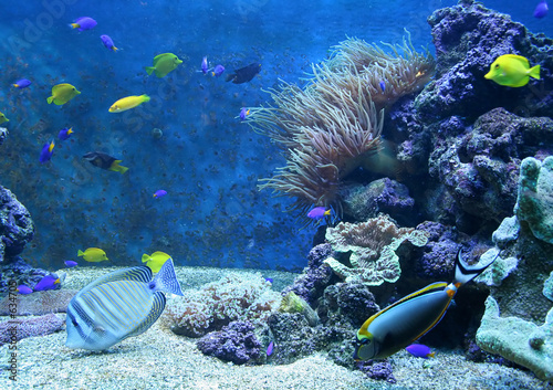 Obraz na płótnie koral woda ryba egzotyczny