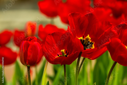 Fototapeta tulipan kwiat piękny ogród natura