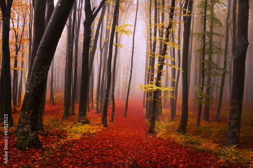 Fototapeta Tajemnicza mgła w jesiennym lesie