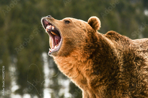 Fototapeta ssak dziki niedźwiedź zwierzę