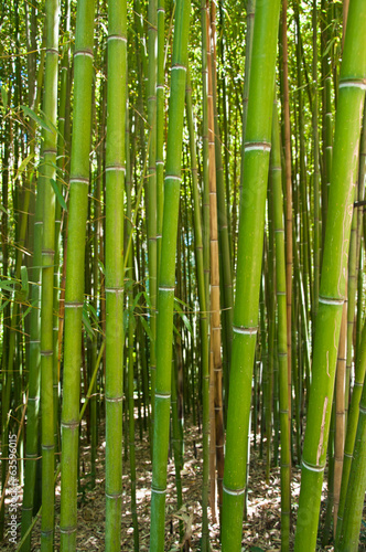 Fotoroleta roślina trawa bambus piękny