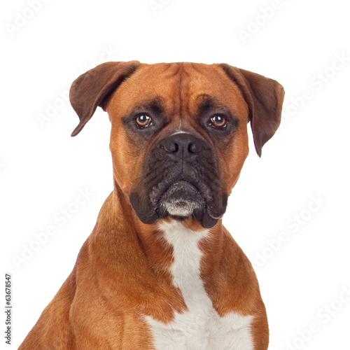 Obraz na płótnie ssak pies widok byk zwierzę