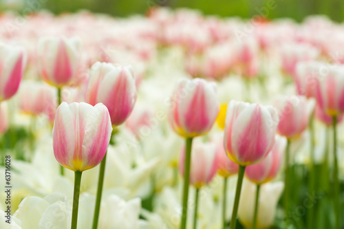 Naklejka lato tulipan pąk świeży piękny