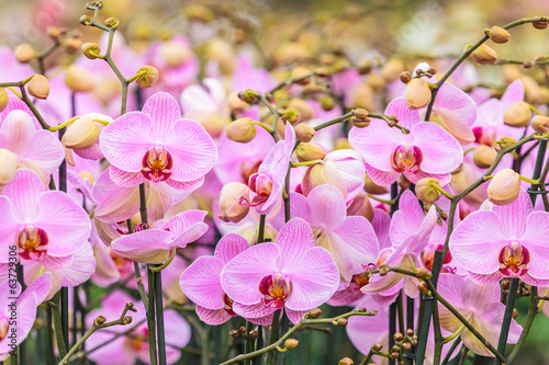 Fototapeta kwitnący holandia piękny roślina storczyk