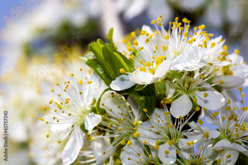 Fotoroleta natura wiśnia kwiat maszt