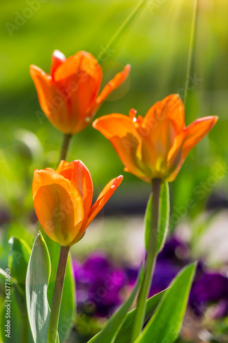 Obraz na płótnie piękny ogród słońce tulipan natura
