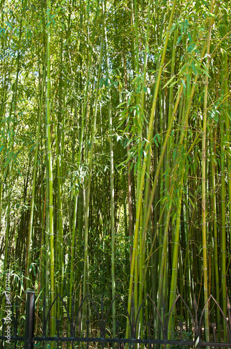 Fotoroleta piękny natura bambus roślina drzewa