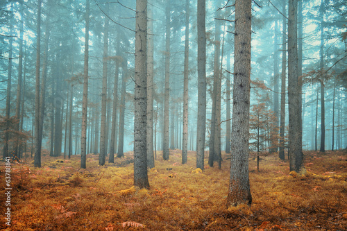 Fototapeta bezdroża piękny ścieżka dziki las