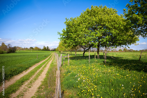 Fototapeta wiejski krajobraz stokrotka pole kwiat