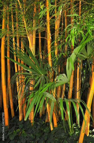 Fotoroleta bambus gard zielony plantacji 